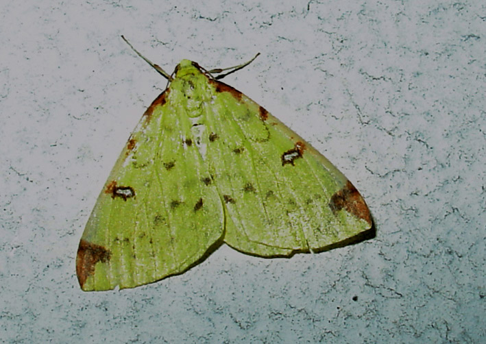 Opisthograptis luteolata